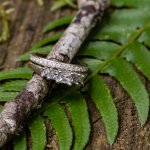 Celebrating Love in the Heart of the Forest: Highlights from Briana and Jessy’s Cedar Haven Wedding 3 Celebrating Love in the Heart of the Forest: Highlights from Briana and Jessy’s Cedar Haven Wedding, TRW00383 1
