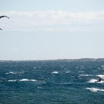 Best KiteSurfing Spot in Victoria BC - with Epic Kitesurf Land Start 2 Best KiteSurfing Spot in Victoria BC - with Epic Kitesurf Land Start, DSC07330