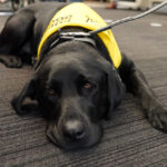 CNIB Guide Dog Graduation - Too Cute for Words! 12 CNIB Guide Dog Graduation - Too Cute for Words!, TRW01731