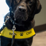 CNIB Guide Dog Graduation - Too Cute for Words! 10 CNIB Guide Dog Graduation - Too Cute for Words!, TRW01824