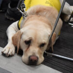 CNIB Guide Dog Graduation - Too Cute for Words! 7 CNIB Guide Dog Graduation - Too Cute for Words!, TRW01906