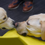 CNIB Guide Dog Graduation - Too Cute for Words! 4 CNIB Guide Dog Graduation - Too Cute for Words!, TRW01983