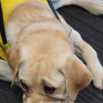 CNIB Guide Dog Graduation - Too Cute for Words! 3 CNIB Guide Dog Graduation - Too Cute for Words!, TRW02038