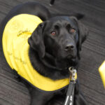 CNIB Guide Dog Graduation - Too Cute for Words! 1 CNIB Guide Dog Graduation - Too Cute for Words!, TRW02043